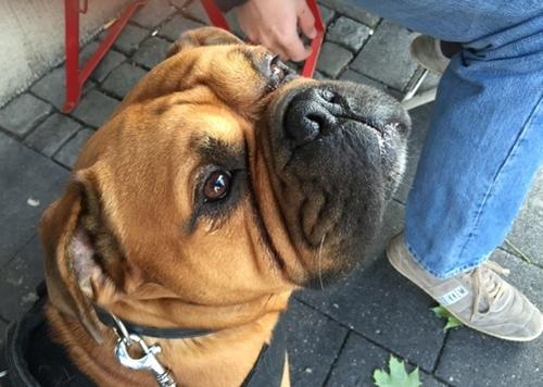 Dusseldorf is a dog-friendly city. People take their pooches around town and into restaurants.