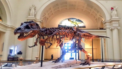 Sue the T-Rex watched over the evening's proceedings. Sue is 'largest, best-preserved, and most complete Tyrannosaurus rex ever found.' Pretty impressive specimen!