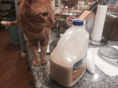 Sammy dubiously examines a jug of Soylent.