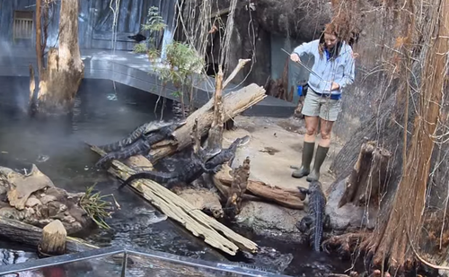 Screen capture of EPB's live 4K video feed of the Tennessee Aquarium's alligator habitat