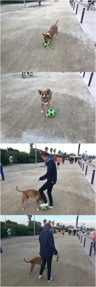 I don't speak any Catalan -- the language spoken in Barcelona -- and my Spanish is sketchy. But dogs speak a universal language. This little fellow wanted to play, and when I did not oblige, he found another friend. She did a fancy soccer move to bounce the ball up in the air without touching it with her hands, and then woman and dog strolled off together.