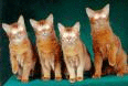 Copycats