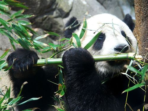 The Chinese company with the same name as the wild animal has a low profile in Ericsson's latest annual report.