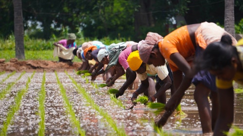 Digging in: Indian farmers have called for a boycott of Reliance Industries' goods and services – including Reliance Jio.
(Source: Deepak kumar on Unsplash)