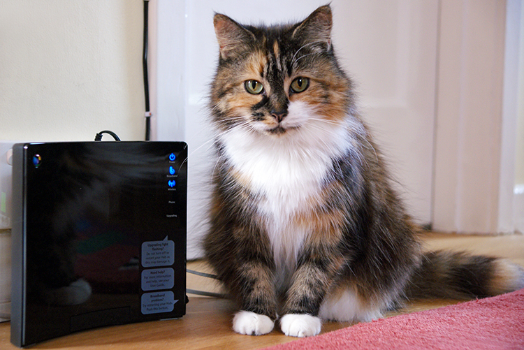 'Cally and the router (Explored)' by hehaden is licensed with CC BY-NC 2.0. 