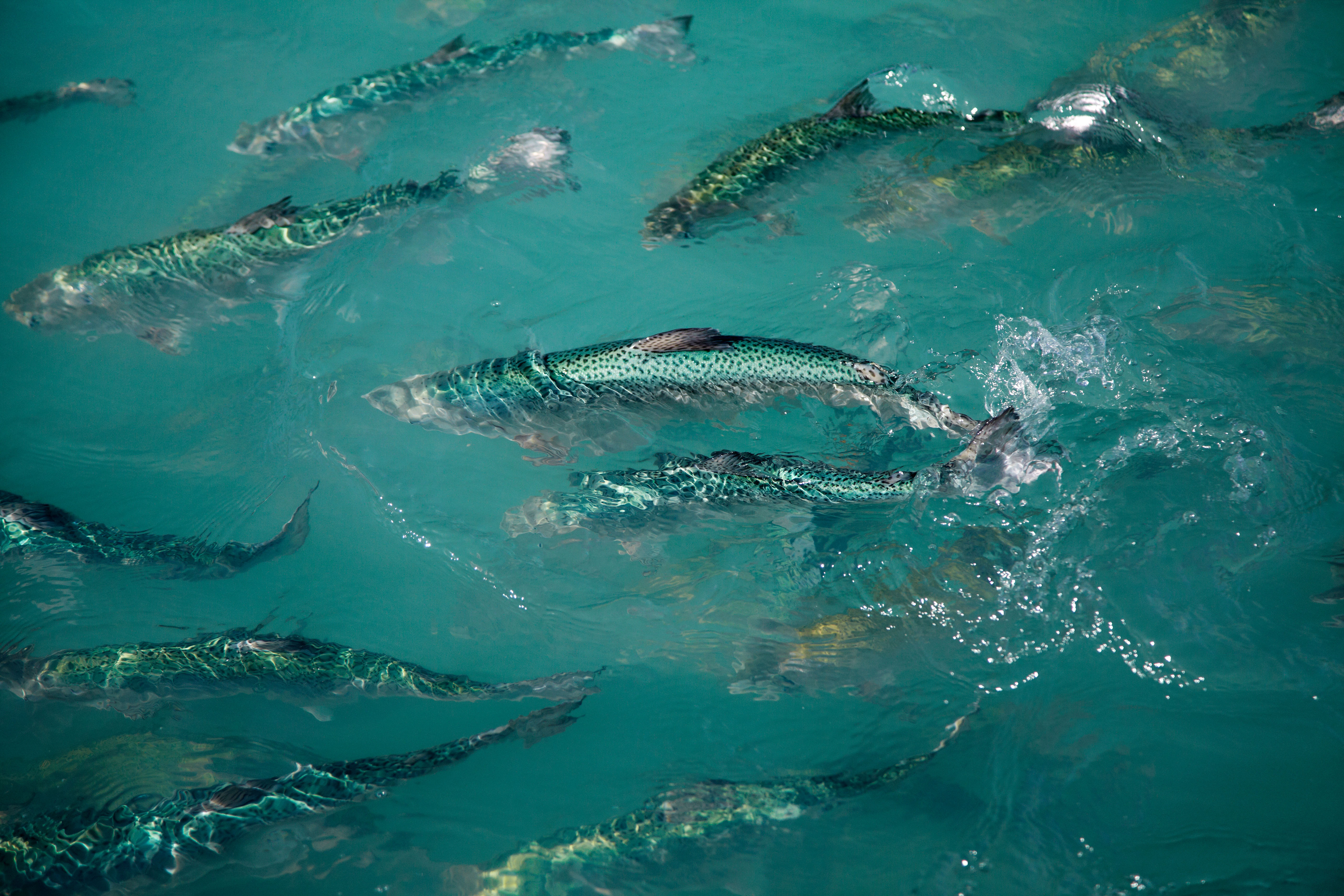 Enterprises are hot for UCaaS, CCaaS and CPaaS, but not seabass. Pictured here are perhaps a school of salmon. Unfortunately, Light Reading ran out of budget for images of actual seabass. Image source: David Wall/Alamy Stock Photo.
