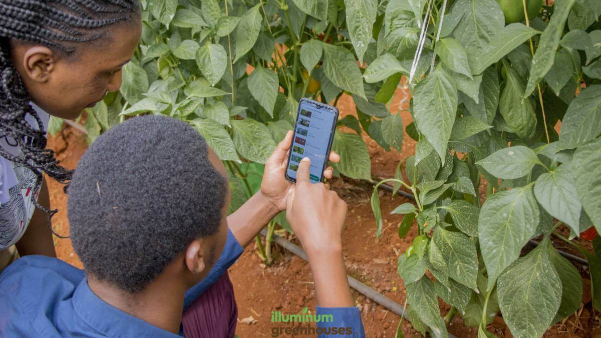 Smartphones are making IoT solutions more accessible to farmers.  (Source: supplied)