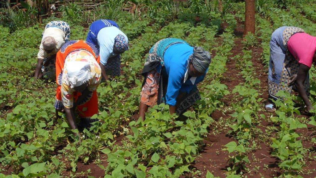 Kenyan farmers weeding their bean crop.  (Source: Farmshine)