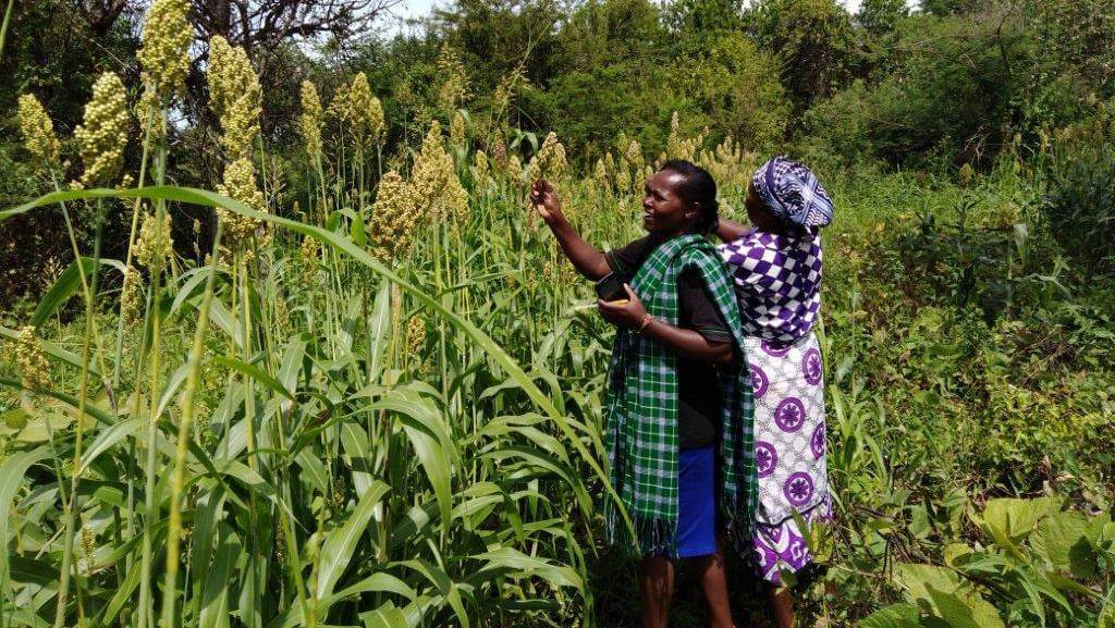 Kenyan farmers monitoring their sorghum crop.  (Source: Farmshine)