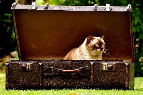 Unnecessary photo of a cat in a suitcase. Thanks, Max Pixel!