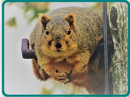 Tough to imagine cable is the culprit for this squirrel's pleasantly plump physique.  (Source: Steve Baker/ Flickr) - (CC BY-ND 2.0)  

(Home page photo source: Fake Eyes, Colonicle) 
