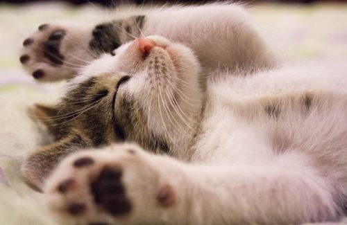 Sure, the Internet is full of cats -- but c'mon, what's cuter than a real kitten? (Source: Pixabay)