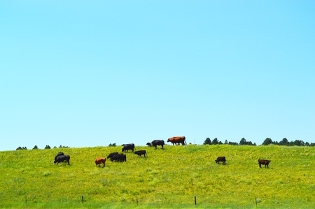 Miles from anywhere, grazing lands and beautiful landscapes are plentiful. Reliable, high-speed broadband is not, according to South Dakota farmers. (Photo Source: bakrawy9000 from Pixabay)