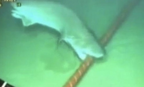 Undersea fiber-optic cables face many dangers, man-made and otherwise.  (Both this and home-page image are for illustrative purposes only: Re-es)
